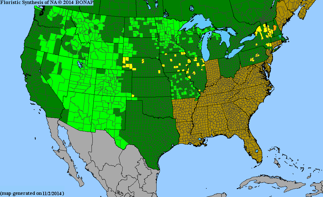 County distribution map of Corydalis aurea ssp. aurea - Scrambledeggs